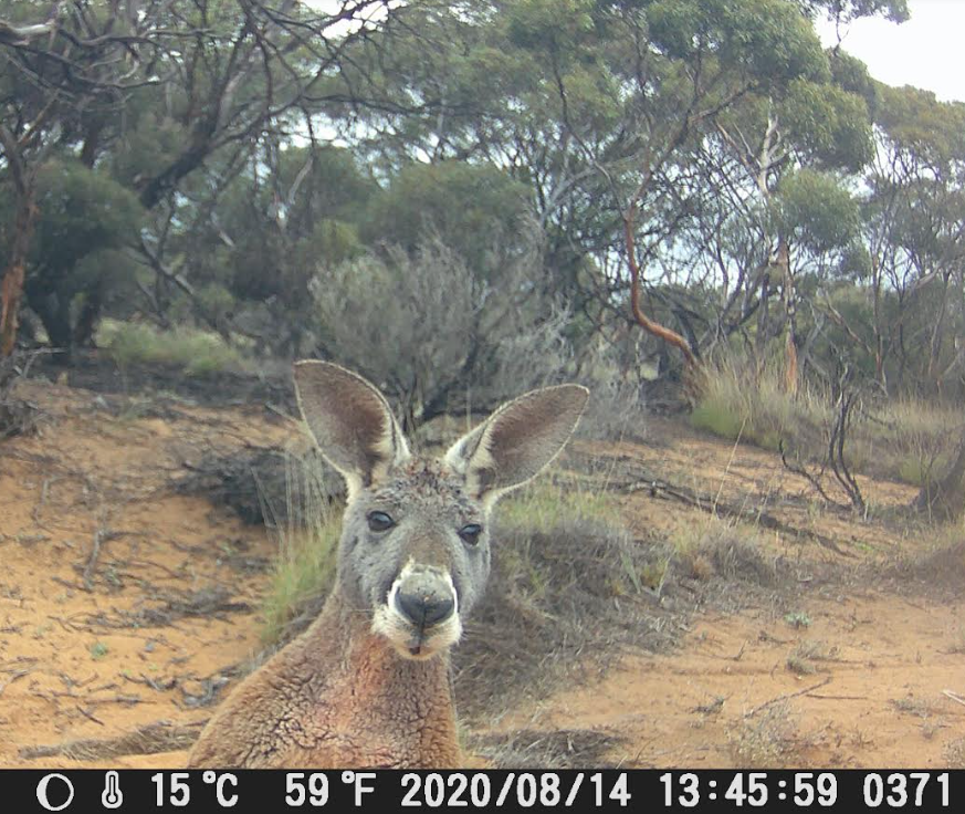 Conservation camera with an Investigavteive roo staring at the camera