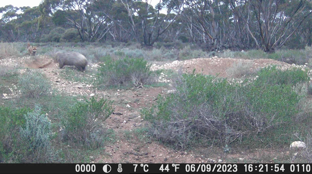 Conservation camera