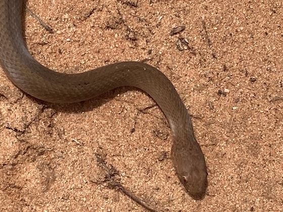 The nationally threatened Bardick snake