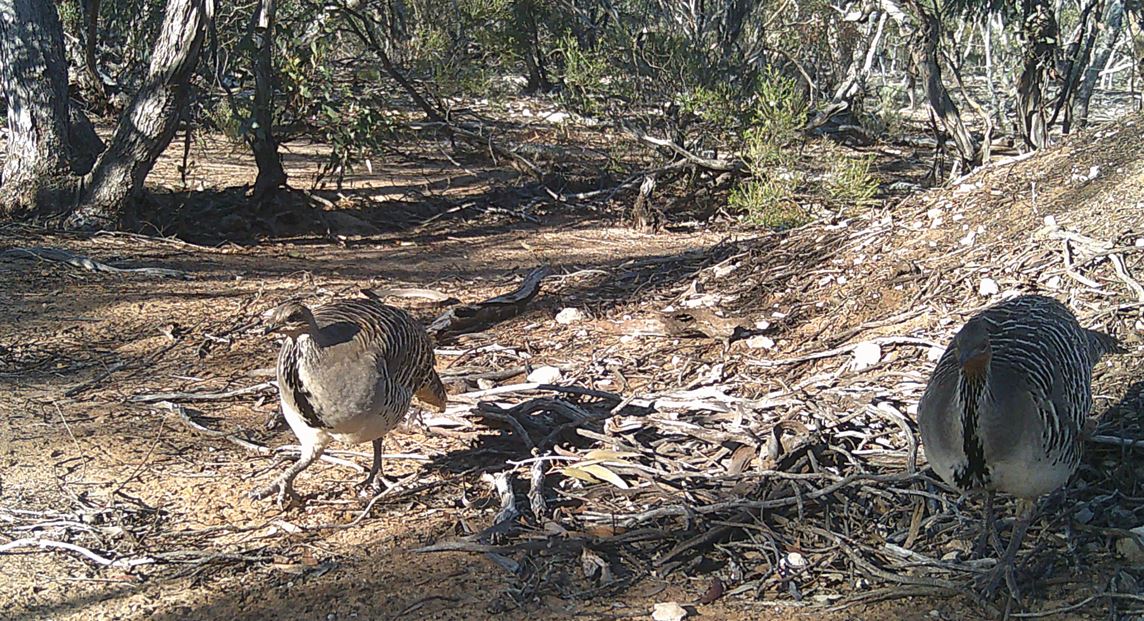 The mallee fowl