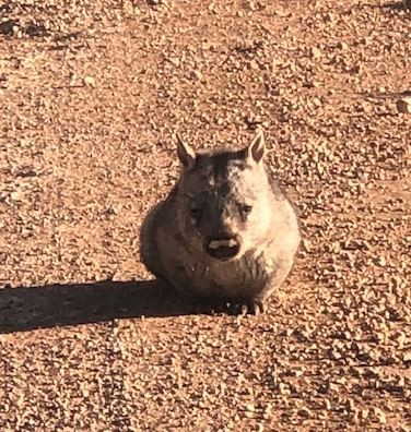 The hairy nosed wombat